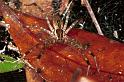 Dendrolycosa_icadia_F0808_Z_90_Maurilyan harbour_Australie